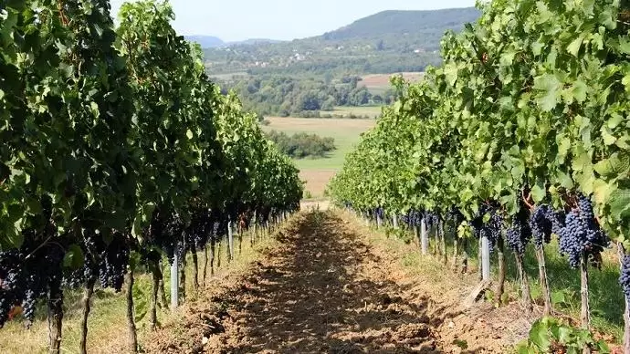 Április 1-től változott a szőlőtelepítési támogatás igénylése