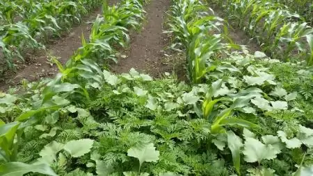 Vadásszuk le a gyomokat!