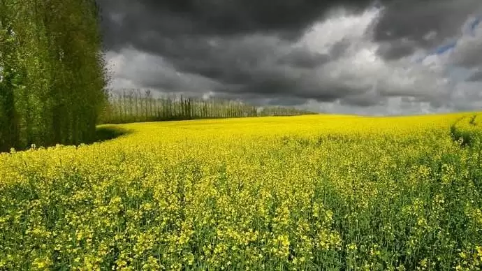 Utolsó simítások a búzában  és a repcében
