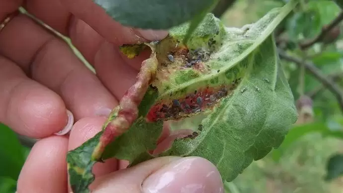 Az alma jellegzetes tavaszi kártevője-Közönséges levélpirosító alma-levéltetű (Dysaphis devecta)