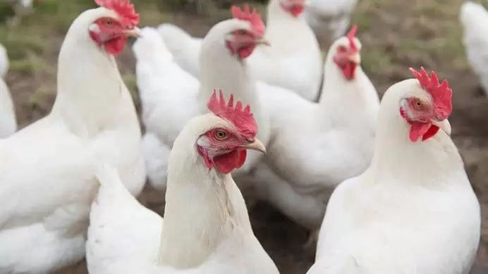 A baromfi ágazat a mezőgazdasági kibocsátás több mint 10 százalékát adja