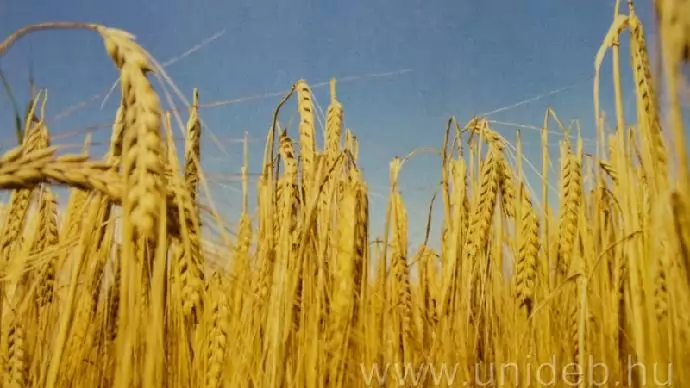 Jó búzatermés várható idén