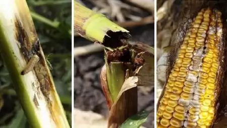 Védekezés a kukorica rovarkártevői ellen