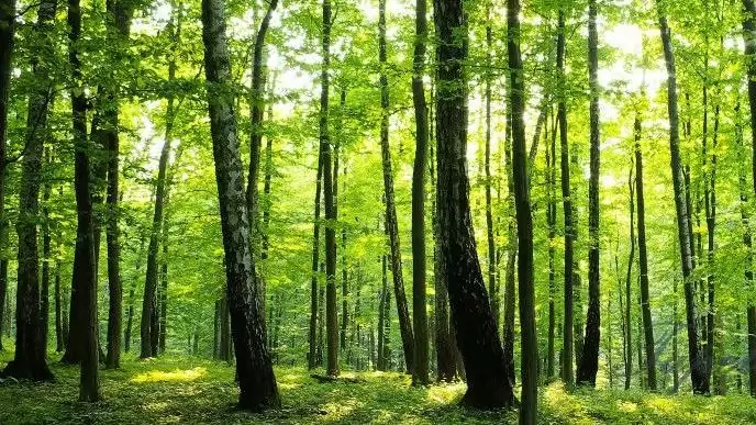 Az erdők és az erdőgazdálkodók érdekeit védi az erdőtörvény módosítása