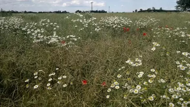 REPCE DESZIKKÁLÁSA FELSZÍVÓDÓ (GLYFOS® DAKAR) ÉS KONTAKT (MISSION) KÉSZÍTMÉNYEKKEL, AKCIÓK! 