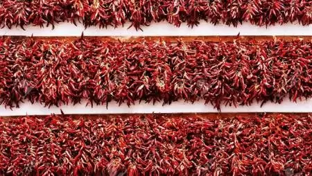 Fűszerpaprika-termelők igényelhetnek támogatást vetőmag vásárlásra