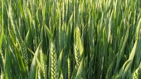 Bővülő agrárkapcsolatok Magyarország és Törökország között