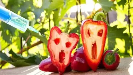 A GMO-mentes mezőgazdaság esély és biztos megélhetés
