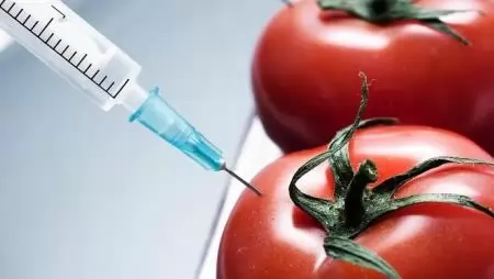 Új szabályozásra lehet szükség a legújabb GMO-kutatási eredmények miatt