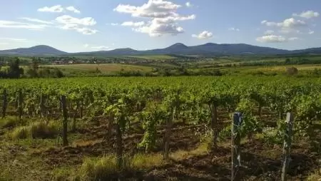Szinte teljesen letarolta a mátrai borvidéket a jégeső