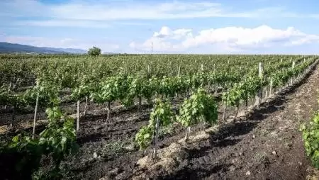 Háromszázmillió fölötti kár a mátrai borvidéken