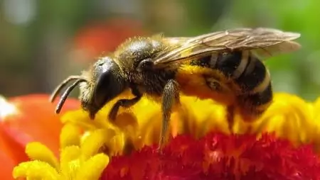 Zöldítéskor ügyeljünk a beporzó rovarokra!