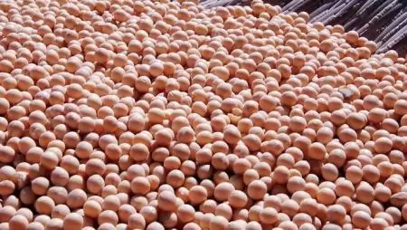 Az egekben a szójakereslet