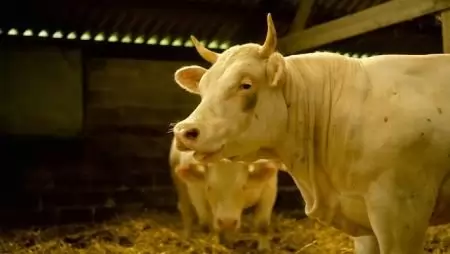 Vörösalgát a takarmányba és csökken a metánkibocsátás