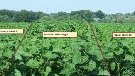 Bevált a Huminisz-technológia a napraforgó- és kukoricatermesztésben is!