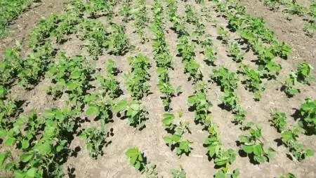 Szójagyomirtás: jelen és jövő