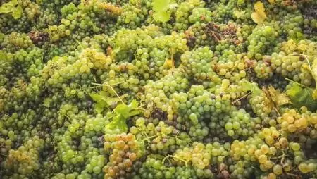 Jó bornak nem kell cégér