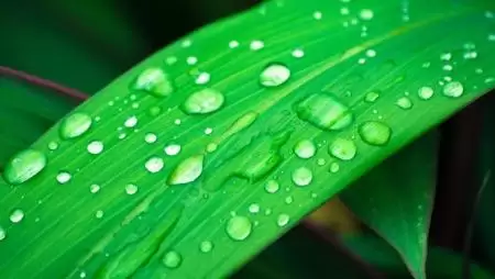 Bór hiány pótlására válassza az Omex Boron-t!