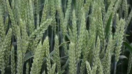 A csapadékhiány miatt 10-20 százalékkal kevesebb gabona teremhet