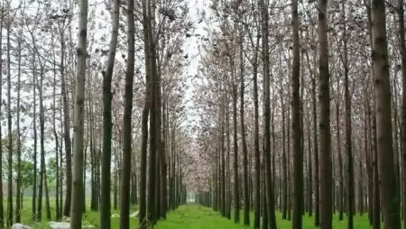 Támogathatóvá válik az ipari faültetvény telepítése 