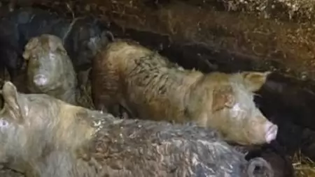 Tiltott módon malacok kapták a moslékot a menhelyi kutyák helyett