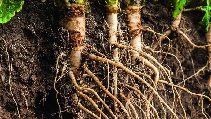 RAPOOL-repcék Root Power csávázással – még erősebb gyökerekkel
