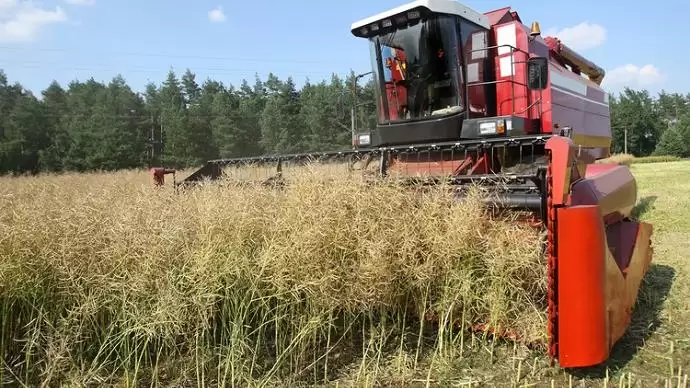 A meleg miatt hamarabb kezdődött az aratási szezon