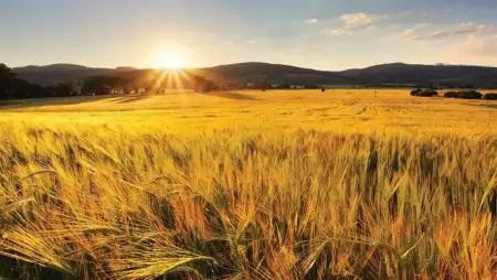 Szomjaznak az angol búzaföldek