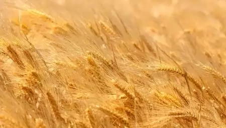 Orosz gondok búzafronton