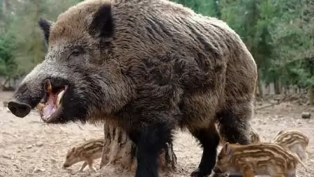 Ismét megjelent Magyarország határában a sertéspestis