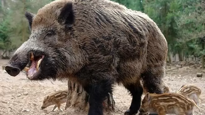 Ismét megjelent Magyarország határában a sertéspestis