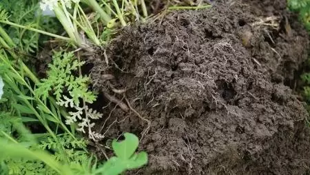 viterra: köztesnövény-keverékek a zöldítésben