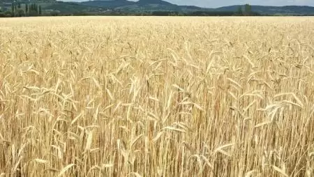 Erős, a gazdákat támogató közös agrárpolitikára van szükség