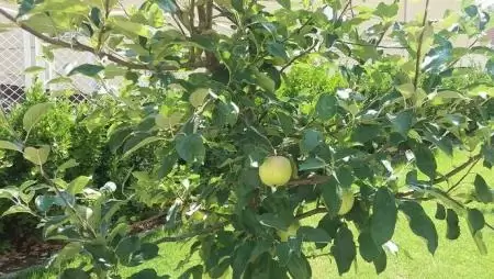 A várható almatermés egyharmada lesz étkezési minőségű