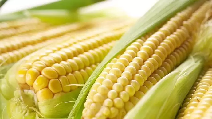 CSEMEGEKUKORICÁBAN EURÓPA-BAJNOKOK VAGYUNK