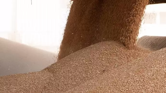 Aktuális növényvédelem – teendők a betakarított termés betárolása előtt