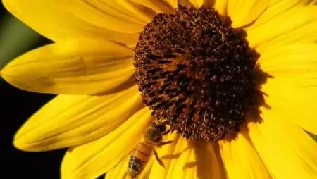 A méhmérgezések hatósági kivizsgálásának rendje