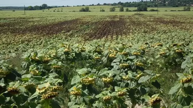 A NAPRAFORGÓ DESZIKKÁLÁSA GLYFOS® DAKAR ÉS MISSION KÉSZÍTMÉNYEKKEL  - AKCIÓK!