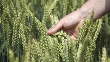 SAATEN-UNION őszi kalászosok – több termés, nagyobb termésbiztonság