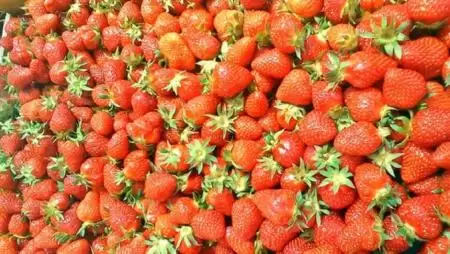 Lecsaptak a szamócatermesztőkre, több tonna árut vontak be