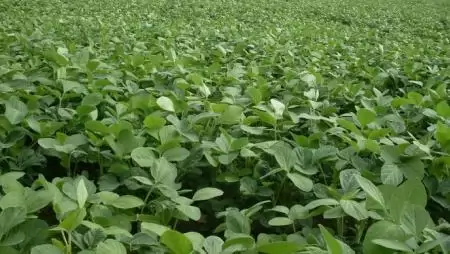 Aláírták az Európai Szója Nyilatkozatot