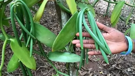 Miért drágul a vanília?