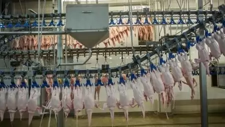 Madárinfluenza - Állami támogatást kapnak a leginkább sújtott baromfifeldolgozók