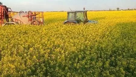 Így is, úgy is repce