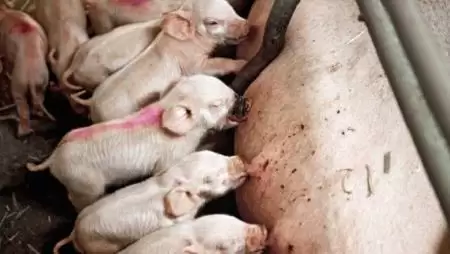 Éljenek a dán kocák (is)!