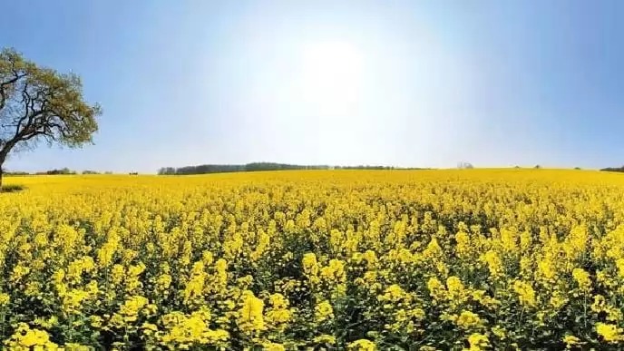 Végül nem zsombort arattunk repce helyett