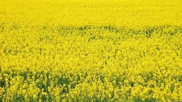 GreenSoil műtrágya repcére és őszi vetésűekre