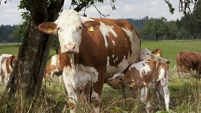 Népszerű a magyar tarka marha 