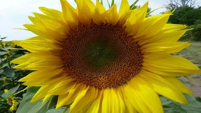 Az EU megjelölte a pikoxistrobin kivezetésének határidejét