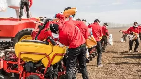 Hazai világrekord kukoricavetésben: a termés hamarosan betakarítható